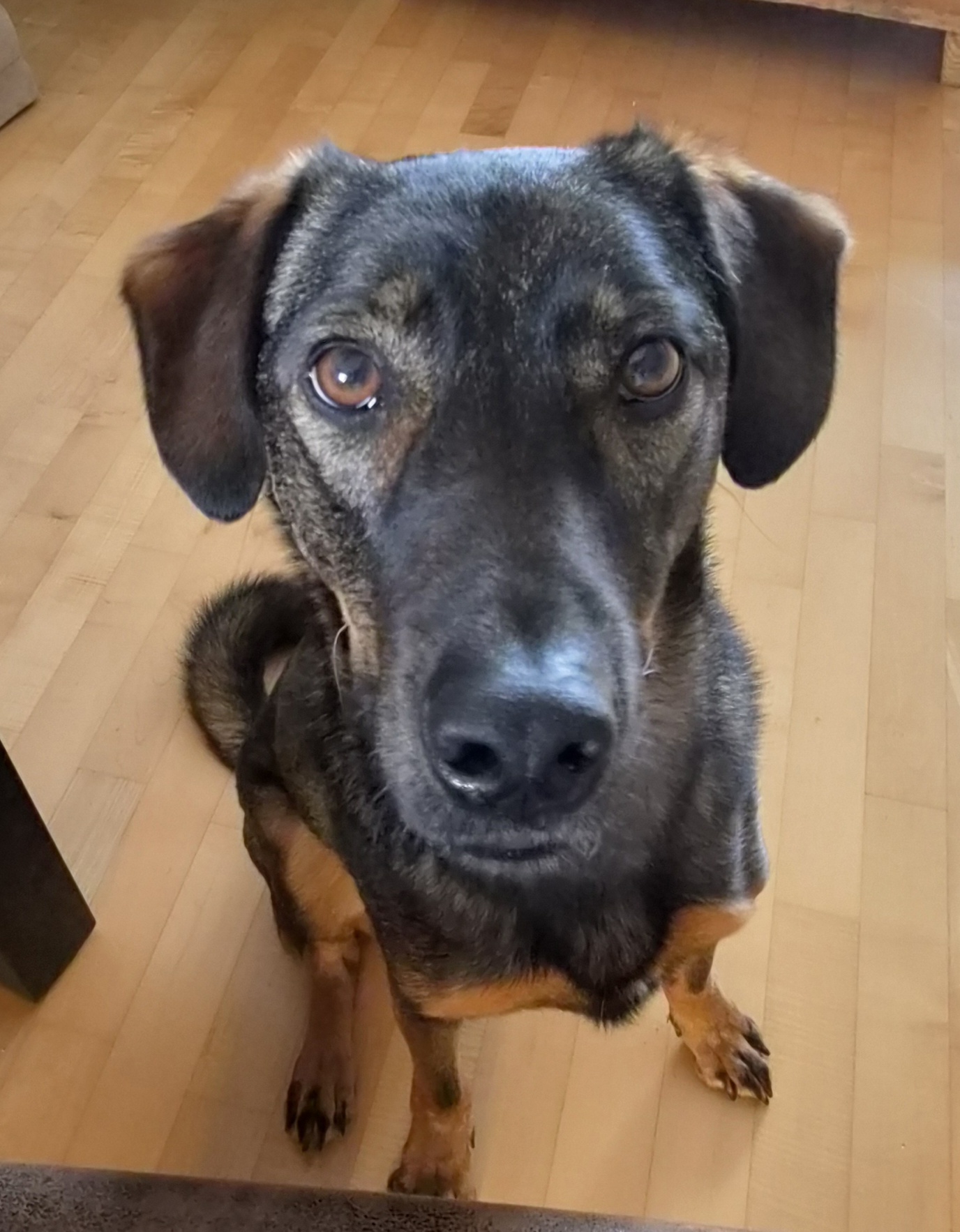 Tapsi Hund 2